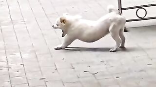 Cute Cat 47