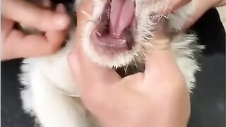Cute Dog 16