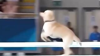 Cute Dog 17