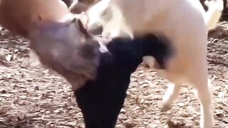 Prank video 46