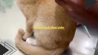 Kucing ini udah tegang duluan sebelum disuntik…