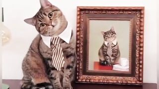 Keunikan Kucing