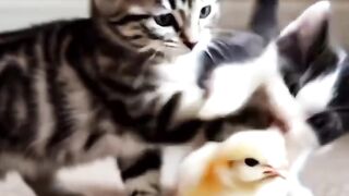 Kucing Vs