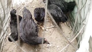 Feather black black