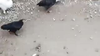Sirf sirf
