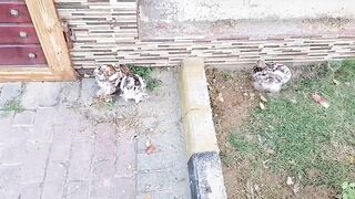 Chicken farm