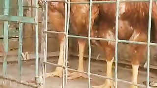 Do not put me behind bars