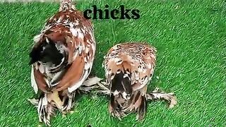 Chkkkjgf