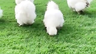 Green grass 2