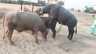 Buffalo Meeting