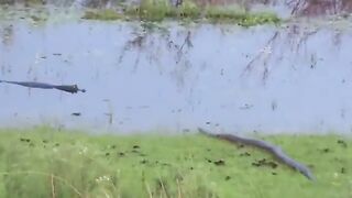 Anaconda Meets Caiman