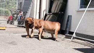 Nice Dog Players