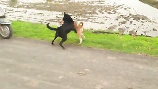 Street Dogs & Dangerous Fight