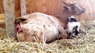 Nigerian Goats