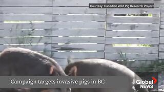 BC Officials Urge Public to Report Loose Pigs Amid Growing Concerns