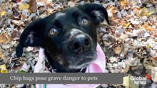 Tragic Warning for Dog Owners: The Hidden Danger of Chip Bags