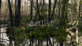 Amazon Rain forest