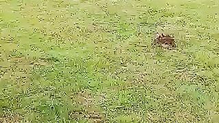 Anjing penjaga
