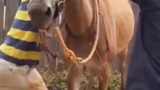 Funny video