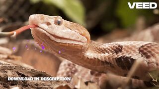 ORIGINAL VIDEO ONE GIRL 50 SNAKE VIDEO FULL