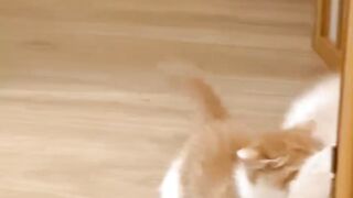 cute  funny cats