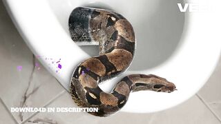 Trending: one girl fifty snake viral video one girl fifty snakes