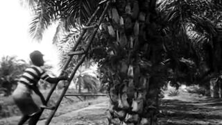 Perkebunan kelapa sawit di Sumatra di Hindia Belanda atau Sekarang Indonesia Sekitar Tahun 1926/1927