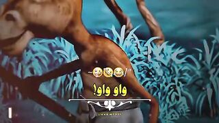 Funny video