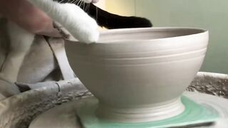 cat making pottery