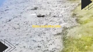 Baru juga mau masak telur dadar, ngambil 3 biji dari kandang ayam...