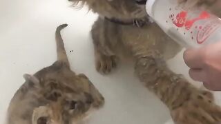 Baby lions♥️