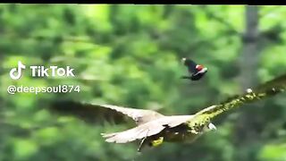 Viral video for you trending video for you trending ????????????