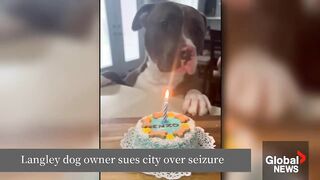 BC Family Dog in Legal Battle Over Alleged Attack