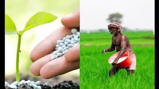 China stops supplying special fertilizers to India, Modi government's difficulties increase
