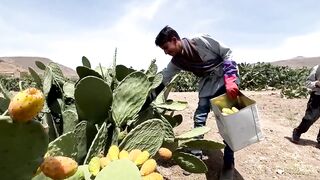 Yemen's Prickly Pear: Drought-Resistant Staple Transforms Agriculture
