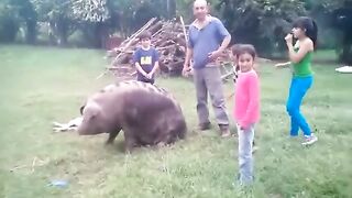 Amazing Pig