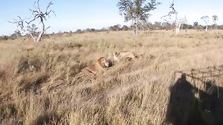 Lions Mating in Field
