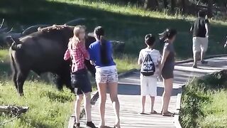 Bison Attack