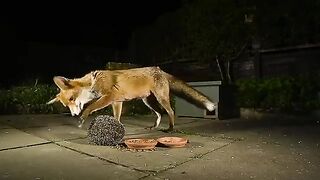 Fantastic Fox