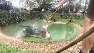 Big Saltwater Crocodile