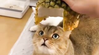 Face funny cat