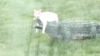 CATS ANIMAL