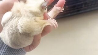 Sugar glider platinum mozaic
