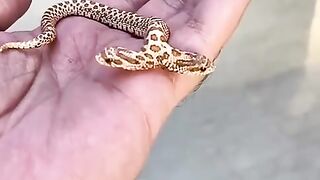 Small snack video