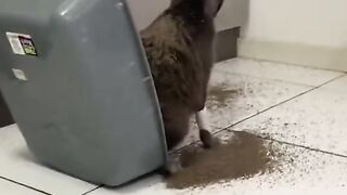 cute and adorable cat 3