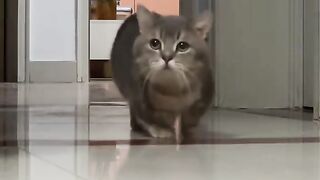 cute and adorable cat 4
