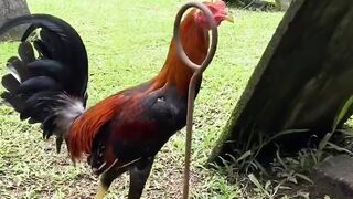 ASIAMPO CLUB388 Terpercaya Di Indonesia