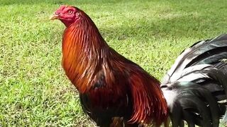 ASIAMPO SABUNG AYAM ONLINE 24 JAM NONSTOP