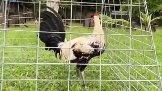ASIAMPO - TEMPAT TERNYAMAN BERMAIN SABUNG AYAM CLUB388