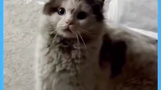 Meong Bigung